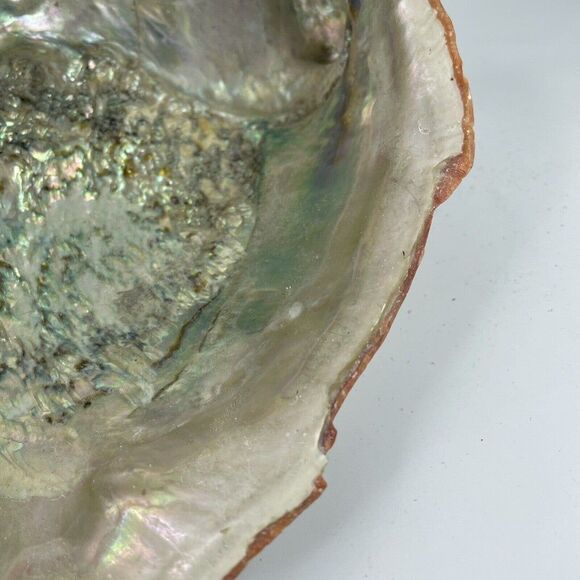 Large 8”x 6” Vintage Estate Red Abalone Shell 1lb 1oz Old Trinket Dish Display - Picture 11 of 12